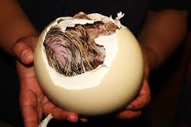 Ostrich Hatching Eggs